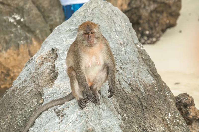 Monkey on rock at Phi Phi Island, Thailand, showcasing the island´s wildlife.