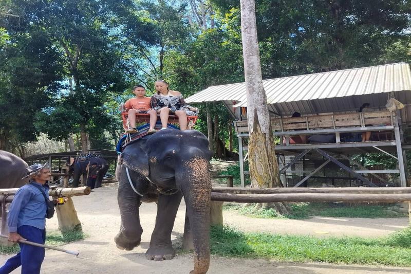 Experience the thrill of elephant riding in Thailand, offering a unique opportunity to explore the l