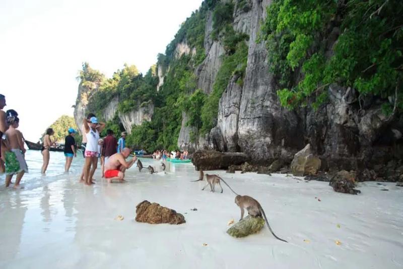 Tourists enjoying their time at the beach, with monkeys playing around, near limestone cliffs.
