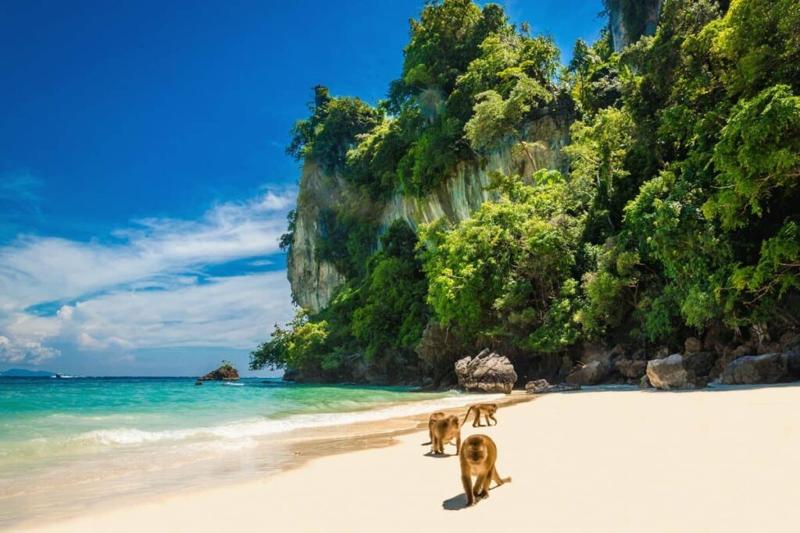 Monkeys roaming on the sandy shore of Monkey Beach, Thailand, with a beautiful ocean backdrop.