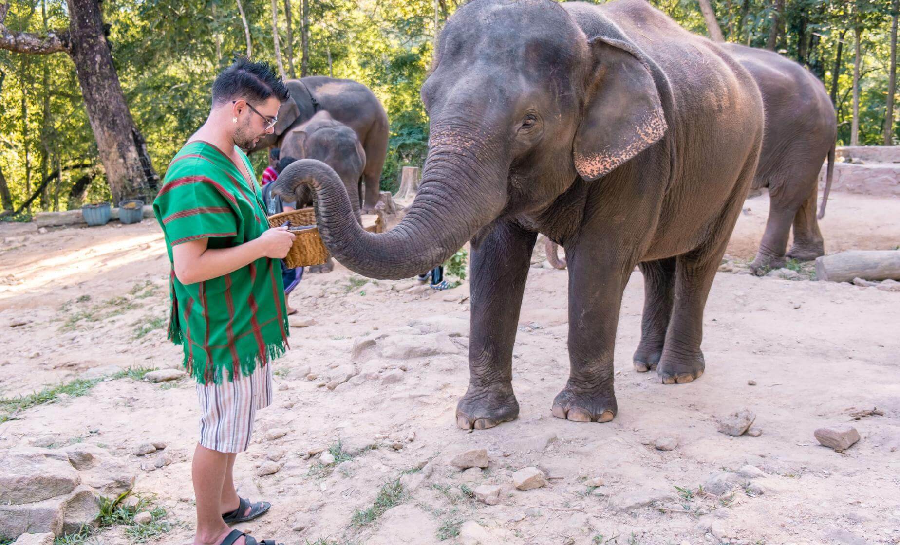 A tourist feeding an elephant during an elephant experience tour in Thailand, surrounded by nature.
