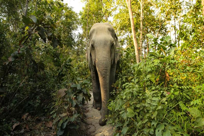 Elephant care Phuket with a close interaction between elephants and visitors