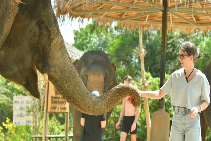 Elephant feeding activity in Thailand, Elephant care in Phuket