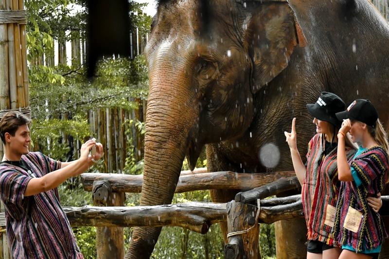 Elephant care Phuket, feeding elephants and ensuring their well-being