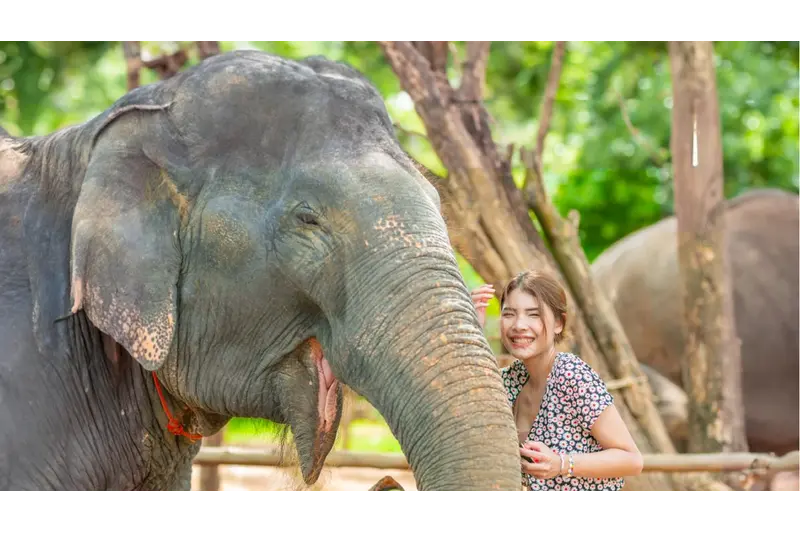 Tourists bathing and playing with an elephant in a muddy pond at Elephant Jungle Sanctuary in Thaila