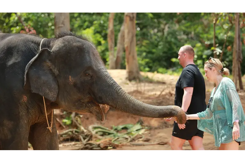 A friendly elephant reaching out its trunk to greet a female tourist while a couple walks nearby at 